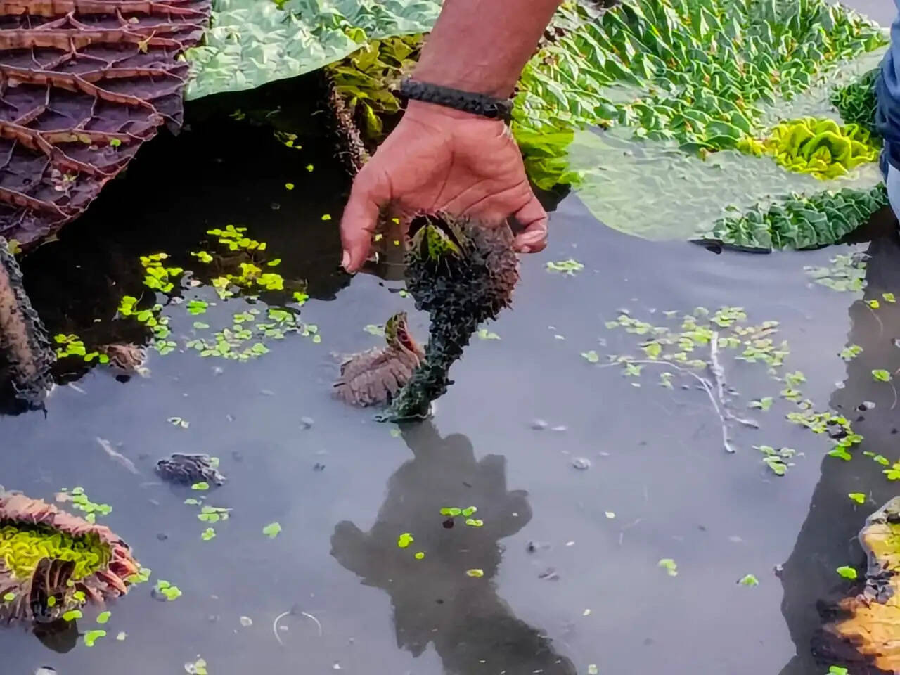 सारण के मंगोलापुर में शुरू हुई मखाना की आधुनिक खेती