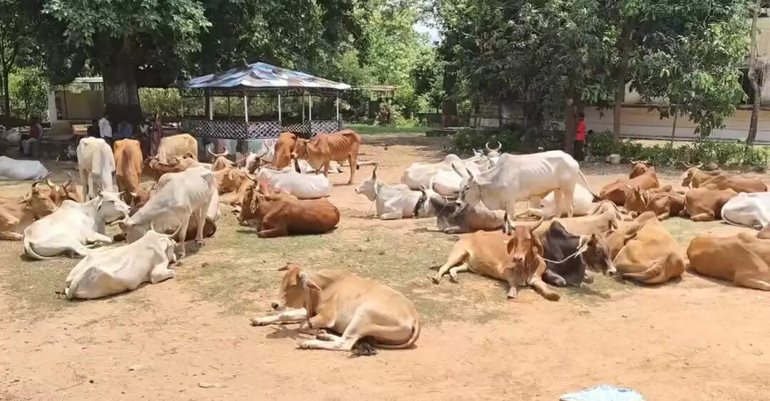 पुलिस ने 70 जोड़ी बैल को किया जब्त