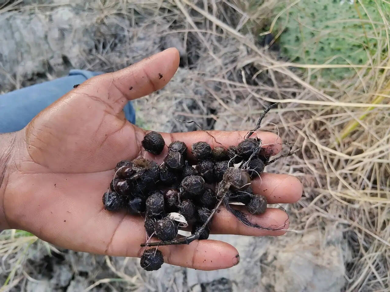 सारण के मंगोलापुर में शुरू हुई मखाना की आधुनिक खेती