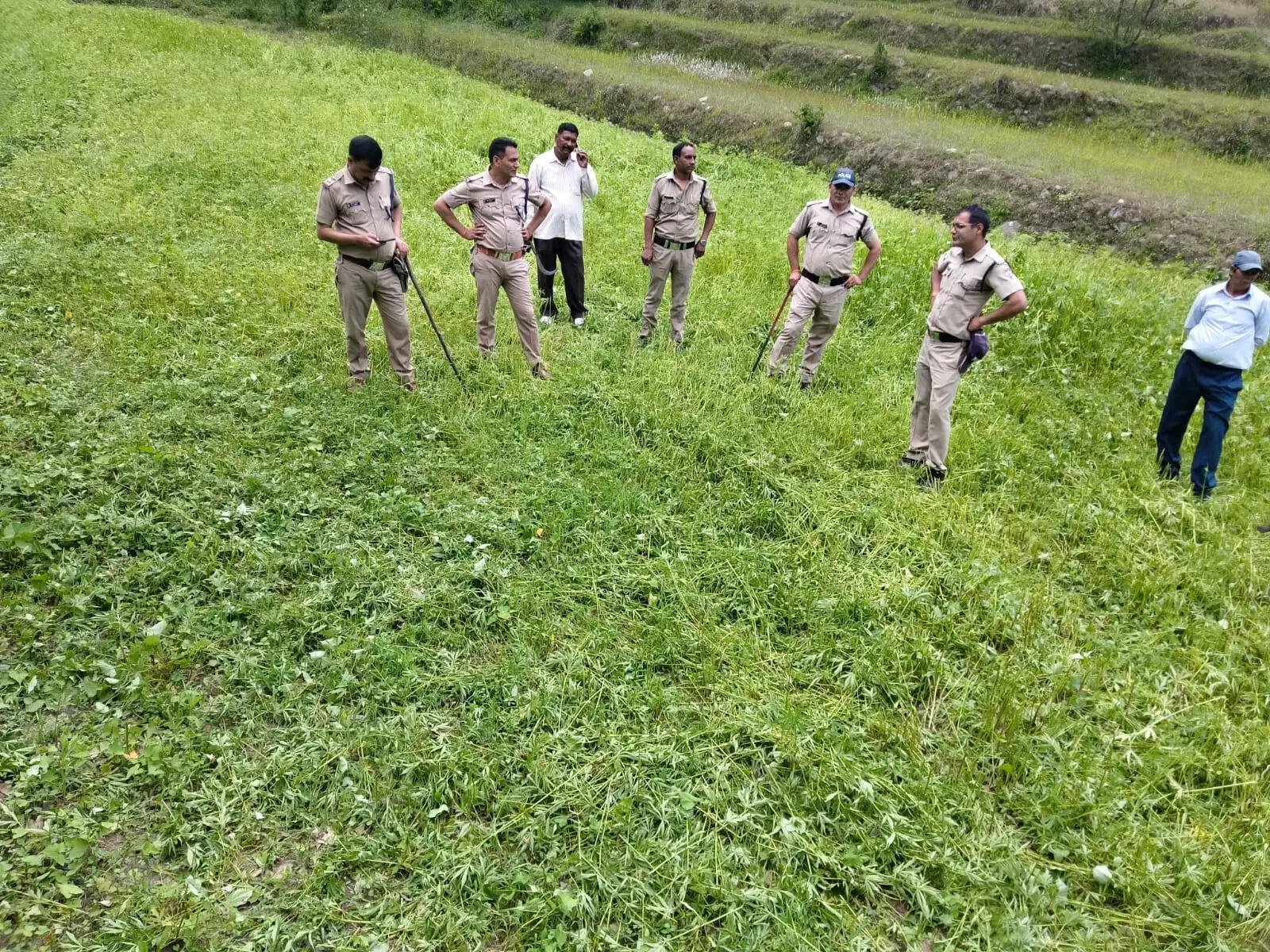 ऑपरेशन प्रहार का असर, चम्पावत में अवैध भांग की खेती पर कार्रवाई