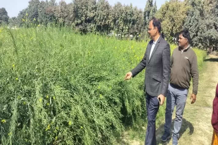 बीएचयू के उन्नत किस्म के बीज को भारत सरकार ने प्रदेश के किसानों के लिए किया रिलीज