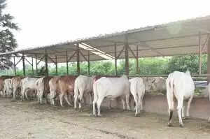 गो माता को ठंड से बचाएंगे स्पेशल इको-थर्मल कंबल