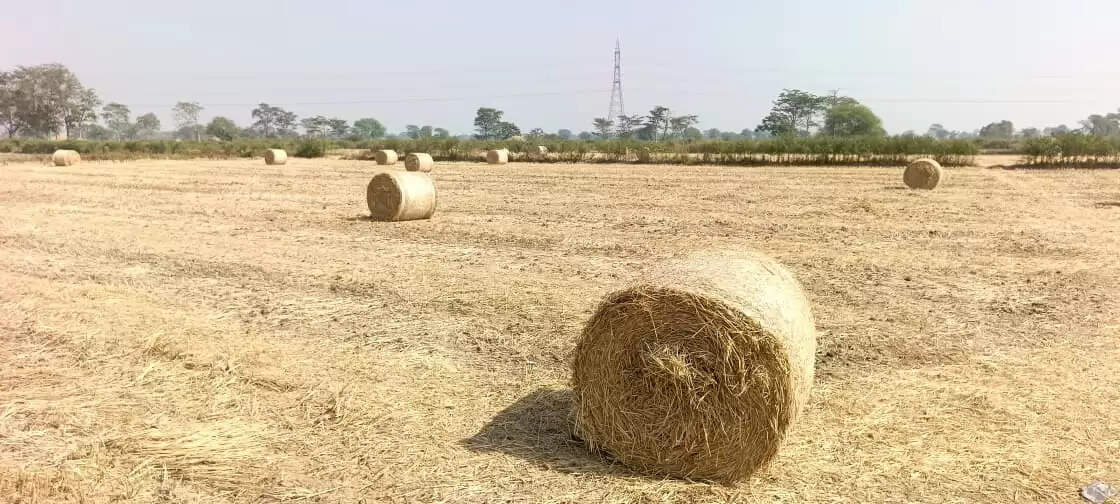धान कटाई के बाद पराली बनी किसानों की आय का साधन