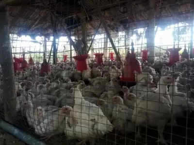 तमिलनाडु में बारिश के कारण चिकन की कीमतों में गिरावट के बाद पोल्ट्री किसान परेशान