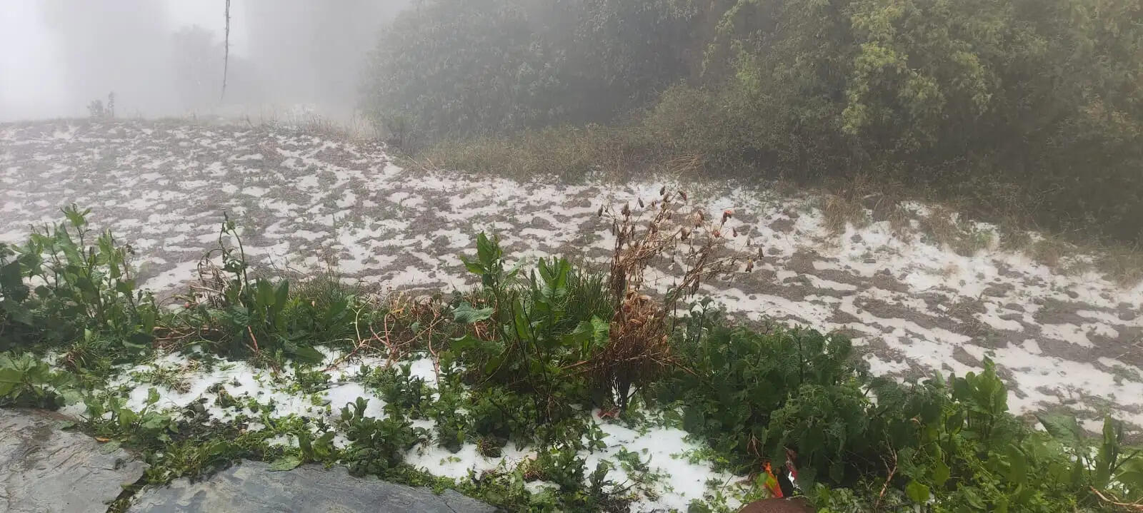 बारिश और ओलावृष्टि से फलदार पौधों को भारी नुकसान