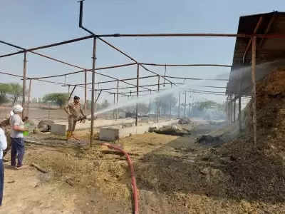 दिल्ली गौशाला में लगी आग, दर्जन भर गाय जिंदा जलीं