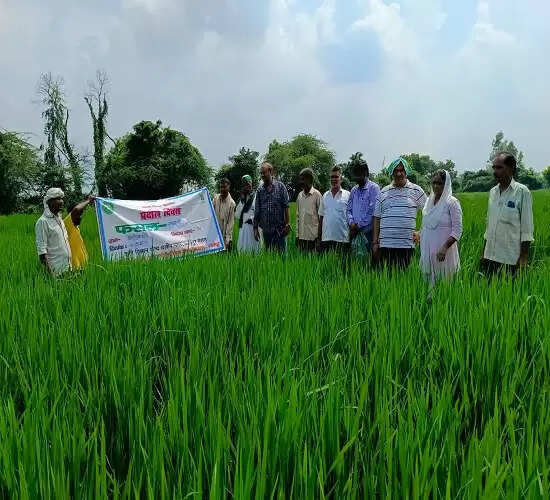 धान की फसल को खरपतवार पहुंचाते हैं क्षति, इन्हें हटाने से होता है लाभ: डॉ. अजय कुमार सिंह