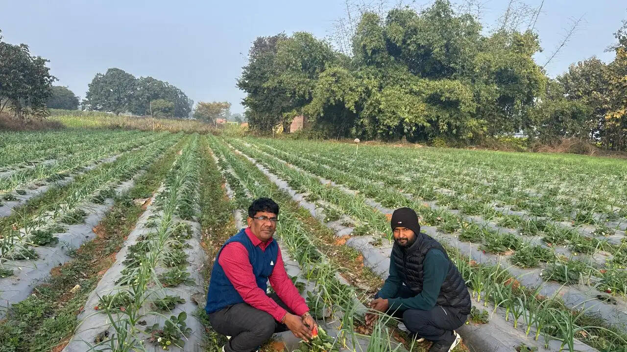 स्ट्रॉबेरी की खेती से चमकी किसानों की किस्मत, 90 हजार रुपये प्रति हेक्टेयर दे रही सरकार
