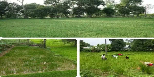 ’वच’ और ‘ब्राह्मी’ ने बदली छत्तीसगढ़ में किसानों की तकदीर : मंत्री केदार कश्यप