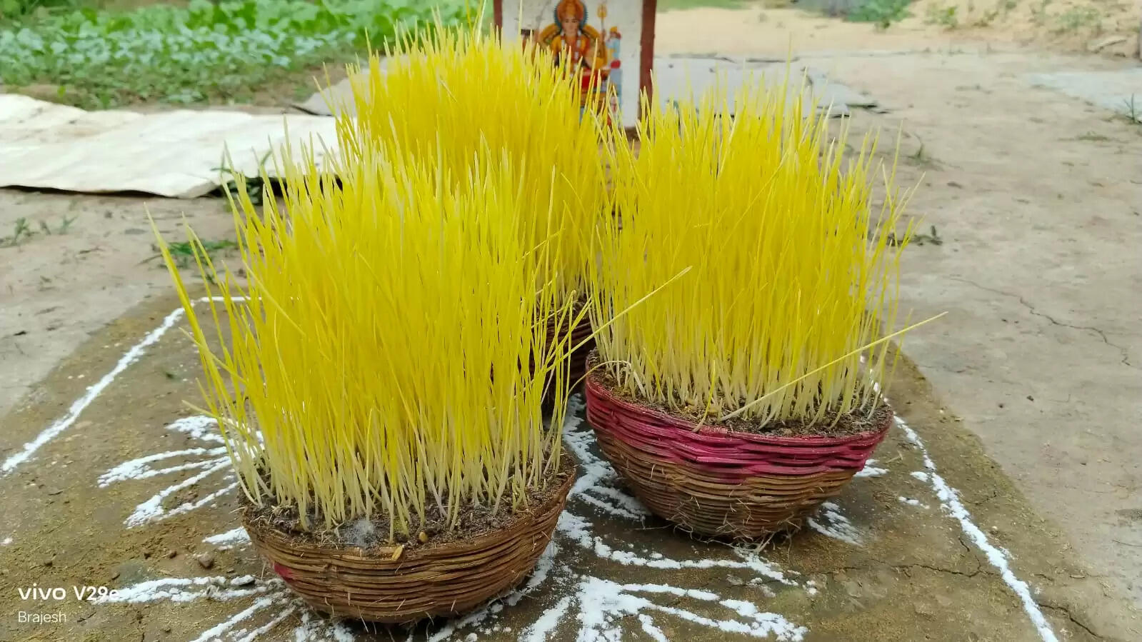 अनूपपुर: कजलियां पर्व: धूमधाम से मनाया गया कजलियों का त्योहार, बड़े-बुजुर्गों ने दिया छोटों को आशीर्वाद