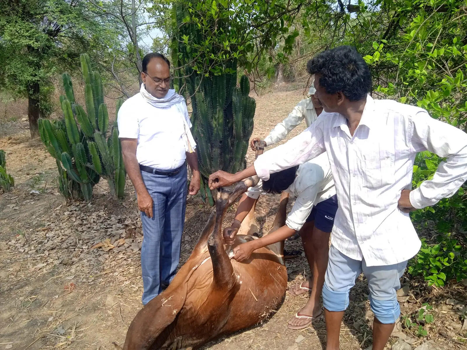 अनूपपुर: हाथी ने सेंदुरी गांव के चार मवेशियों को उतारा मौत के घाट, एक गम्भीर घायल