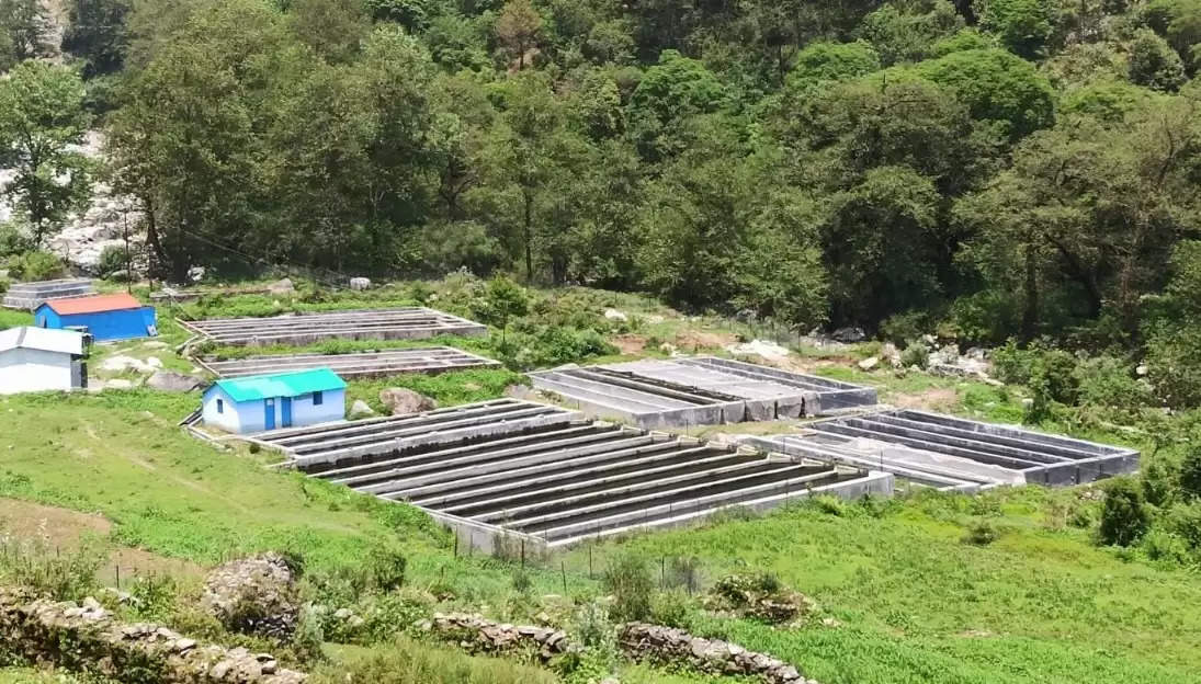 ल्वांणी गांव के काश्तकारों की आर्थिक मजबूती का आधार बन रहा मत्स्य पालन