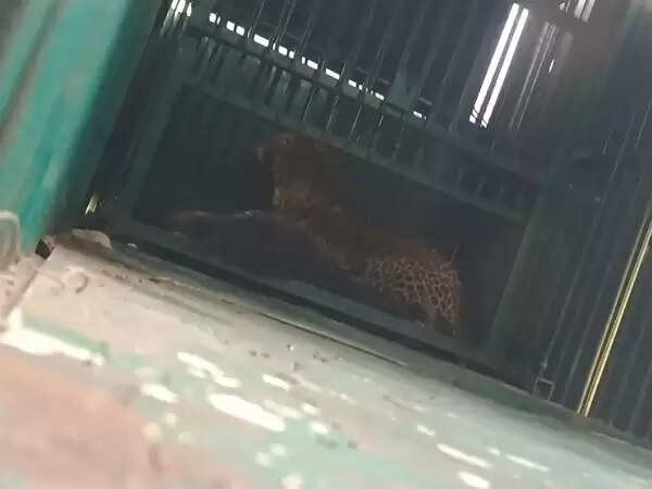 कटनी में 10 वर्षीय मासूम का शिकार करने वाला तेंदुआ पकड़ा गया