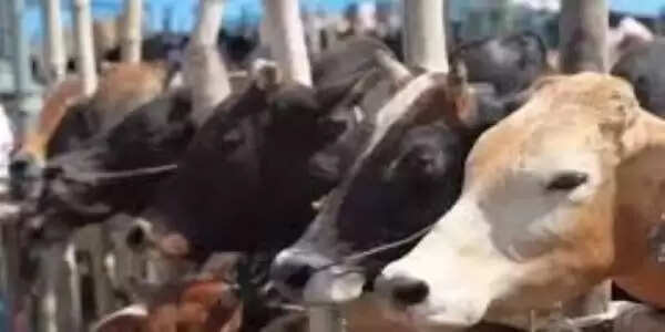 ग्रामीणों ने एक गोवंश को सुरक्षित बचाया,तस्कर फरार