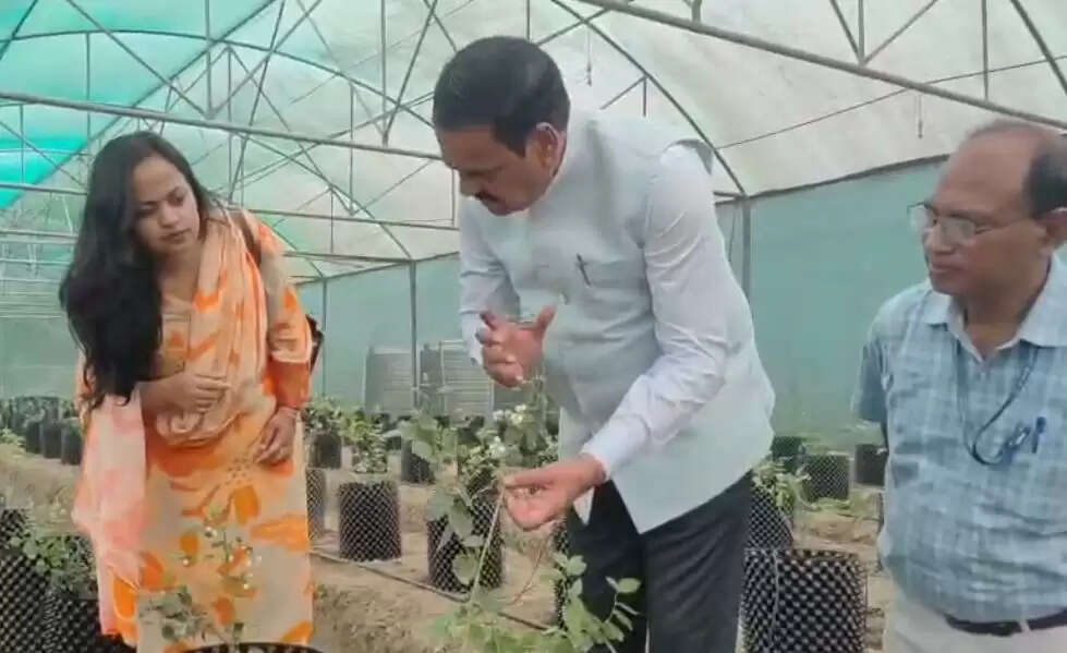 सबौर कृषि विश्वविद्यालय में शुरू हुई ब्लूबेरी की खेती