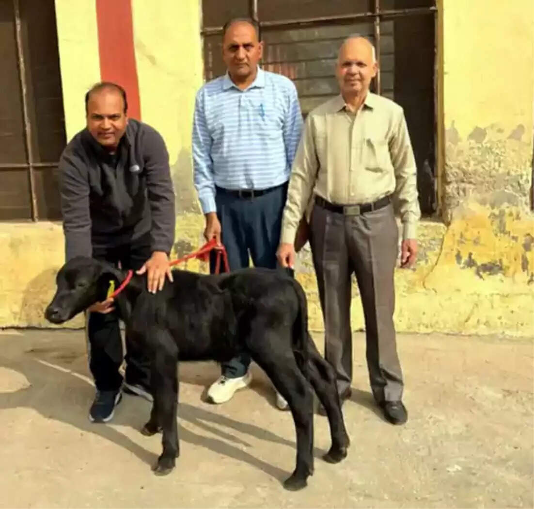 हिसार में ‘हिसार गौरव 2.0’ क्लोन बछड़े का जन्म: भैंस अनुसंधान संस्थान की बड़ी सफलता