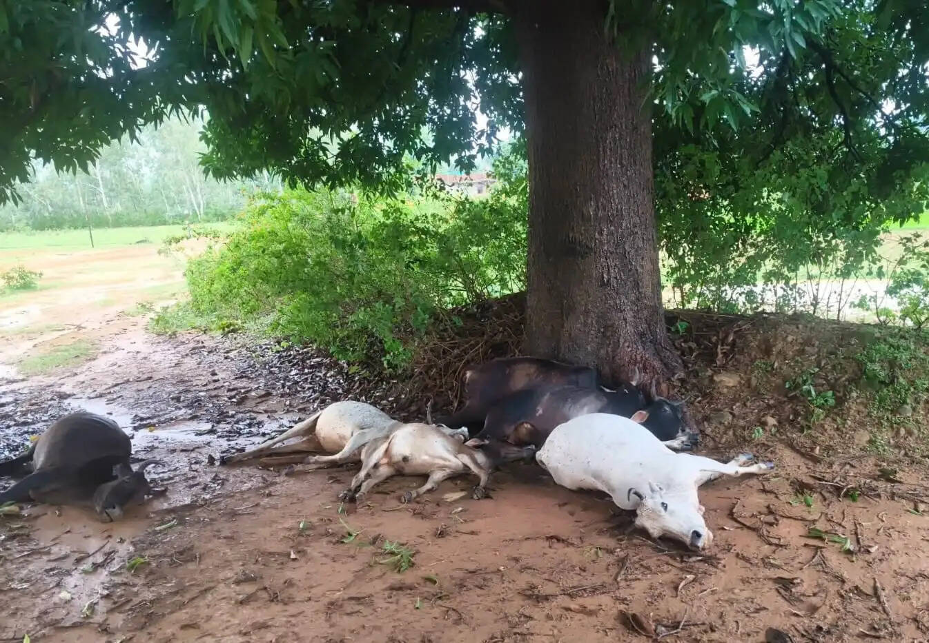 अनूपपुर: आकाशीय बिजली का कहर: उरतान में एक साथ 10 मवेशियों की मौत