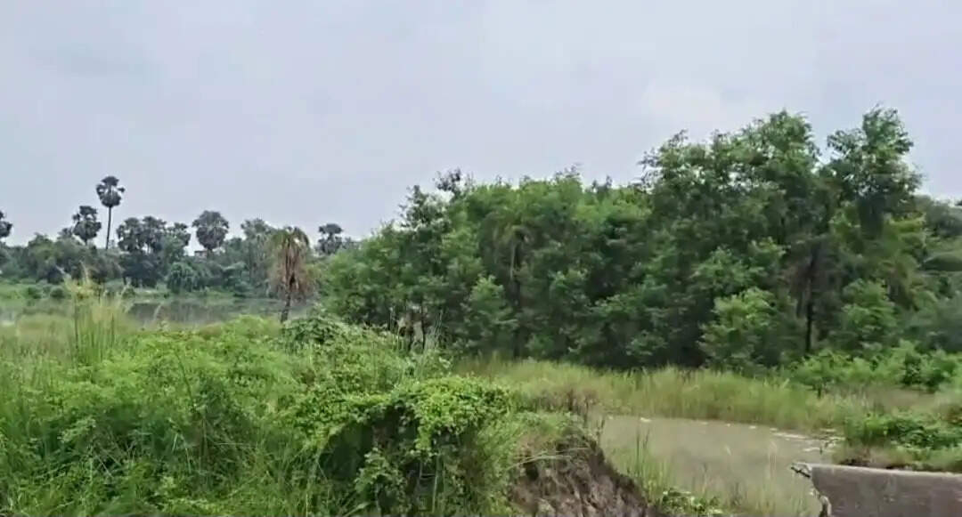 सारण के इसुआपुर में नहर का बांध टूटने से धान की फसल जलमग्न