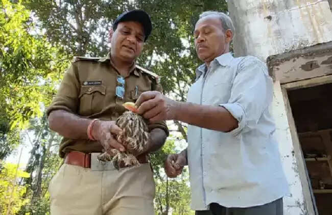 मप्र के बैतूल में मिला दुर्लभ प्रजाति का उल्लू, वन विभाग की टीम ने किया रेस्क्यू