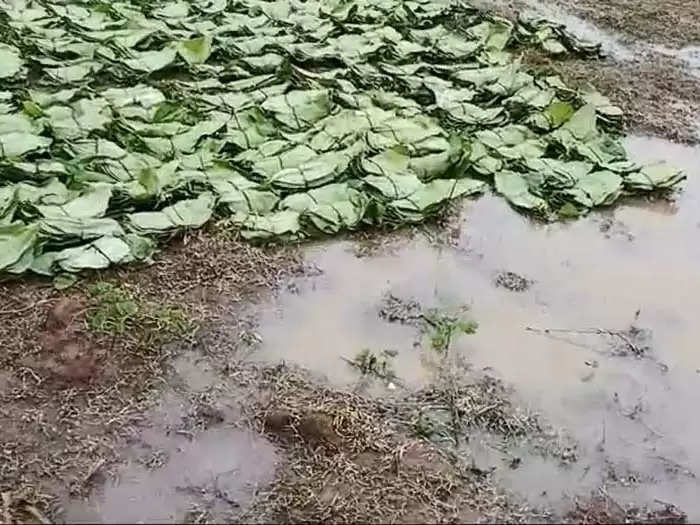 अंधड़ व बारिश से बस्तर संभाग में तेन्दूपत्ता खरीद प्रभावित