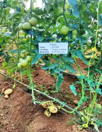 तीन विश्वविद्यालय के वैज्ञानिकों की बड़ी उपलब्धि, एक साथ टमाटर और आलू की फसल देगा पोमेटो पौधा