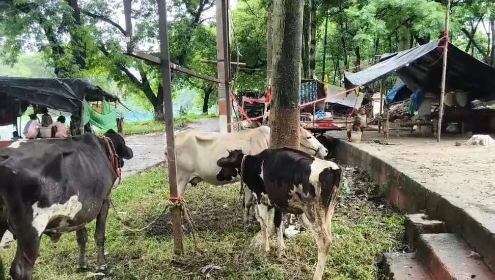 नाथनगर के कई गांवों में घुसा बाढ़ का पानी, ऊंचे स्थानों पर शरण ले रहे लोग