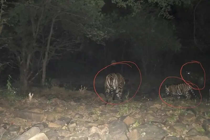 मप्र के माधव टाइगर रिजर्व में बाघिन एमटी-3 ने दो शावकों को दिया जन्म