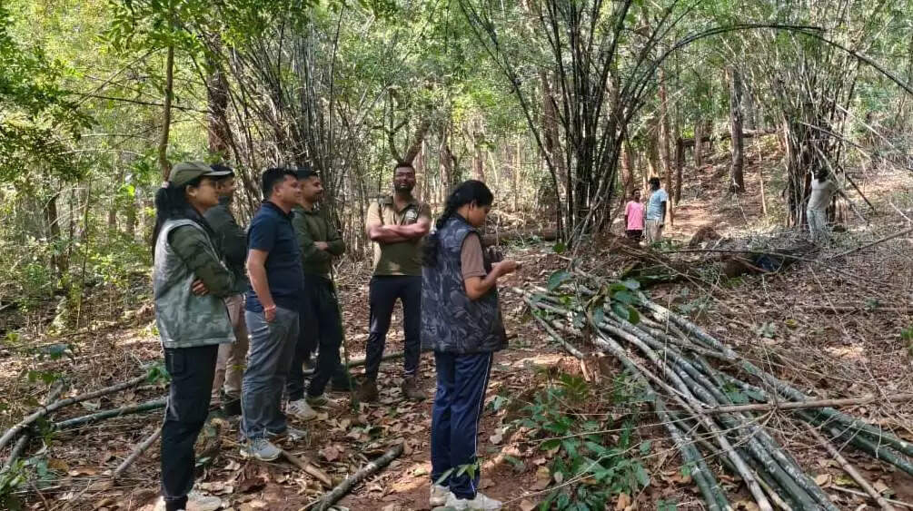बस्तर के नक्सल प्रभावित इलाकों में वानिकी कार्य बना रोजगार का नया जरिया