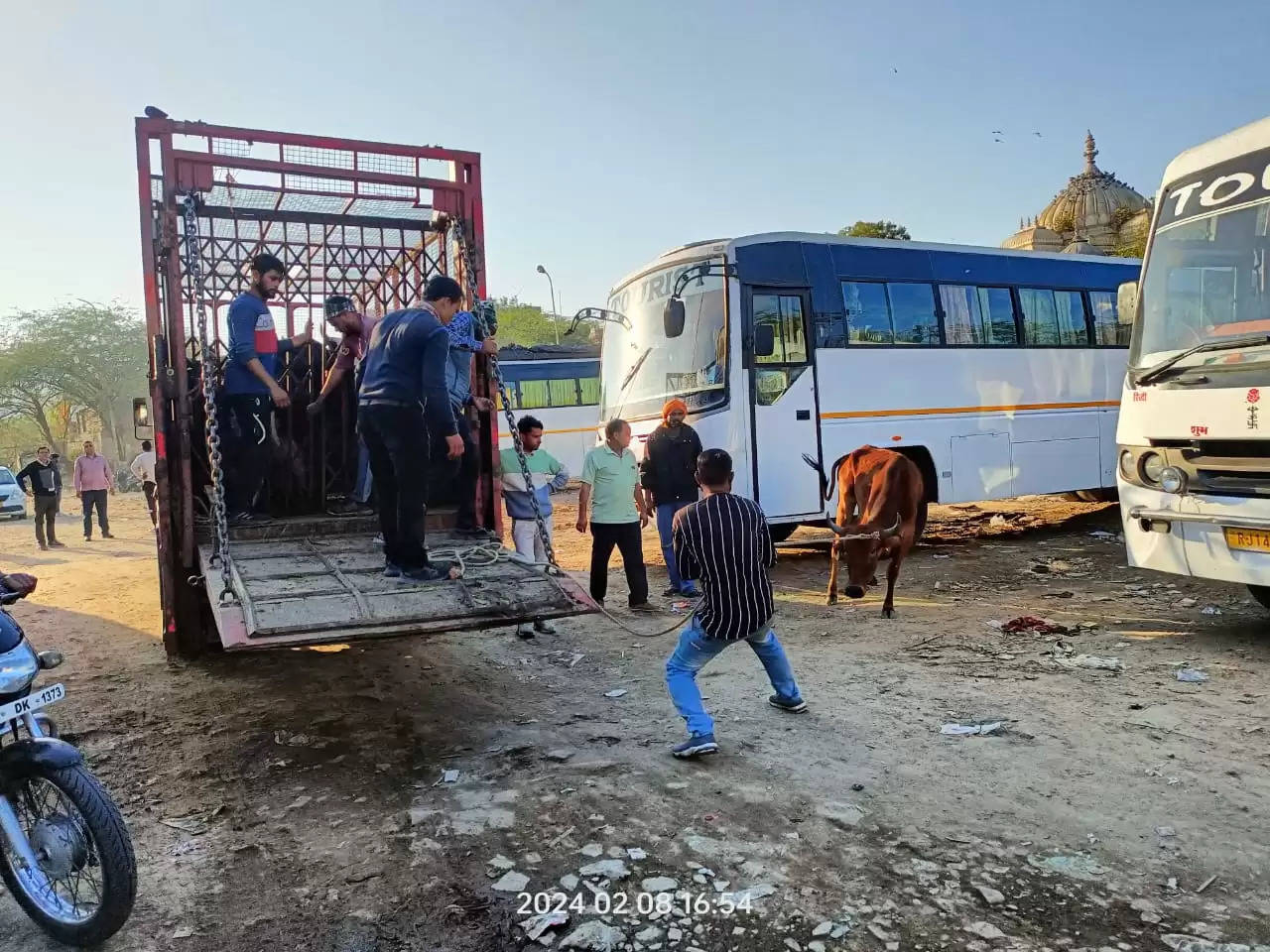 सड़कों पर घूमते गौवंश दे रहे हादसों को जन्म, डेयरी संचालकों पर कार्रवाई से डर रहा निगम