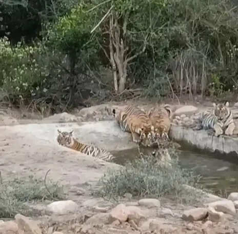 सरिस्का में बढ़ी बाघों की सक्रियता, शावकों के साथ घूम रहीं बाघिनें; वन विभाग ने जारी की चेतावनी