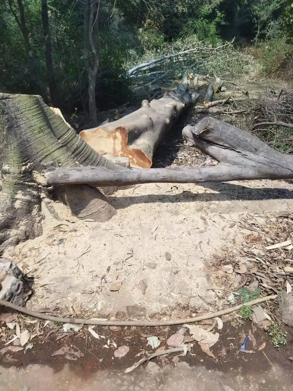 अनूपपुर: धड़ल्ले से हो रही पेड़ों की कटाई, वन विभाग की कार्यप्रणाली पर उठे सवाल