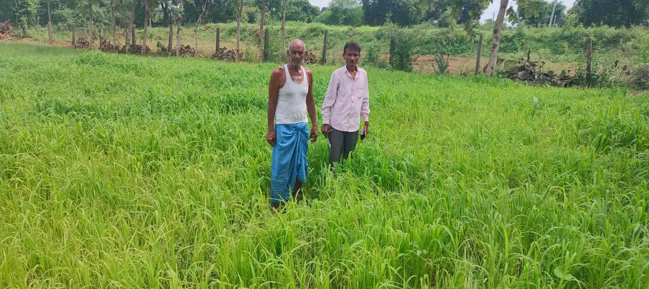 बुन्देलखंड की धरती पर पहली बार प्राकृतिक खेती कराने की तैयारी