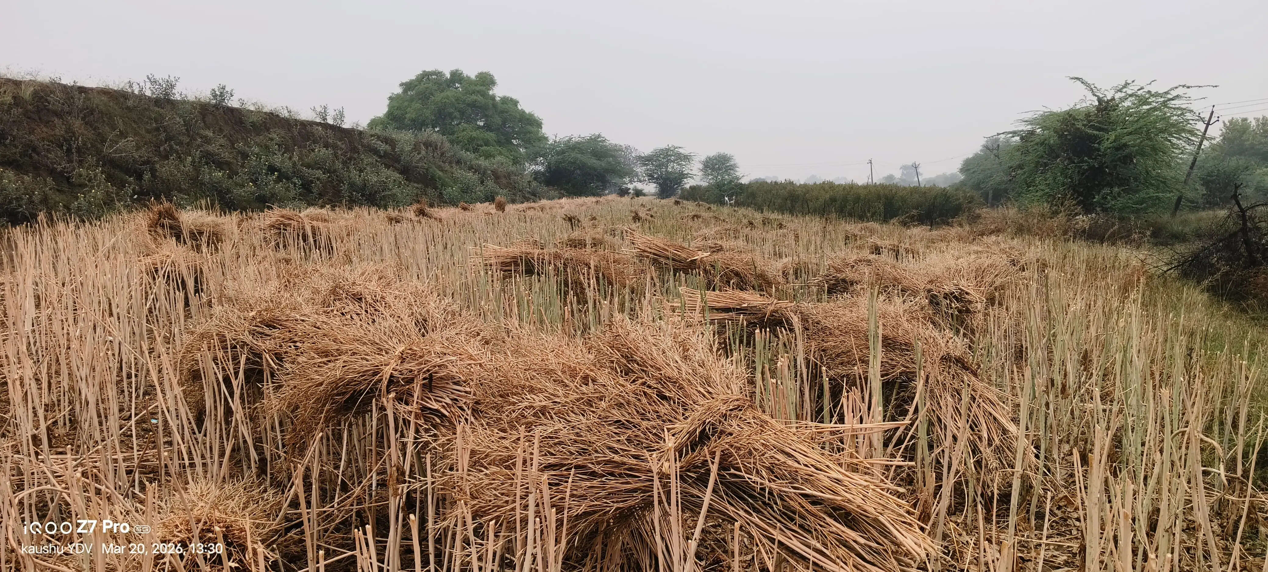 हवाओं के साथ हुई बारिश और ओलावृष्टि से किसानों की बढ़ी धडकनें