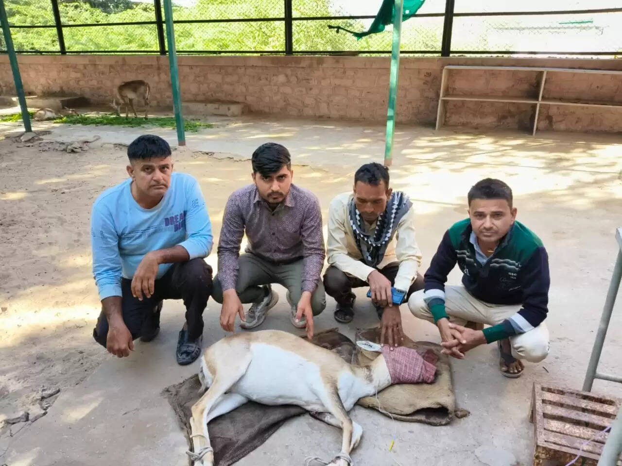 आवारा कुत्तों ने ली ब्लैक बक की जान, एक अन्य घायल