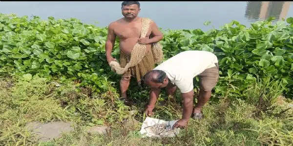 स्वर्णरेखा नदी में हजारों मछलियों की मौत, जांच की मांग
