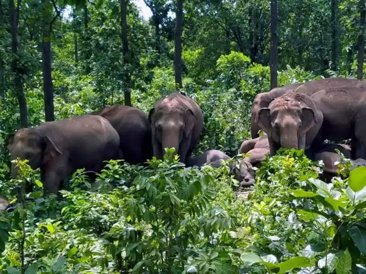 नेपाली हाथियों की समूह ने वाल्मीकिनगर वन क्षेत्र के जंगल एवं आसपास के गांव में मचाया उत्पात