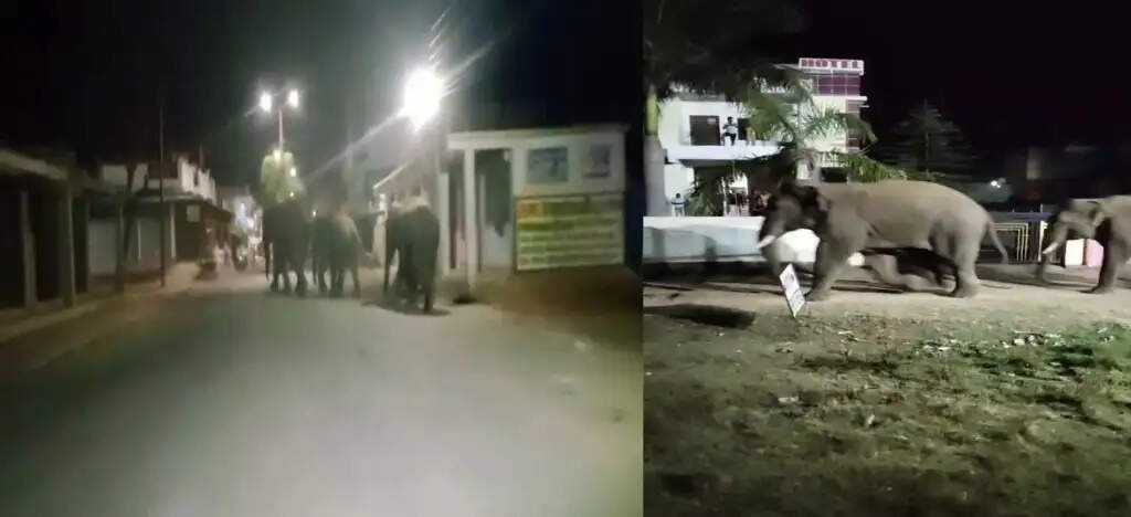 अनूपपुर: रात में जैतहरी नगर में घुसे तीन जंगली हाथी, लोगों की मदद से वन विभाग ने खदेड़ा