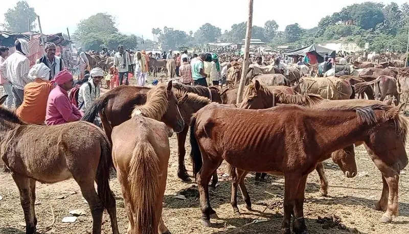 मप्रः चित्रकूट में सजा ऐतिहासिक गधा मेला, फिल्मों सितारों के नाम पर बिके गधे