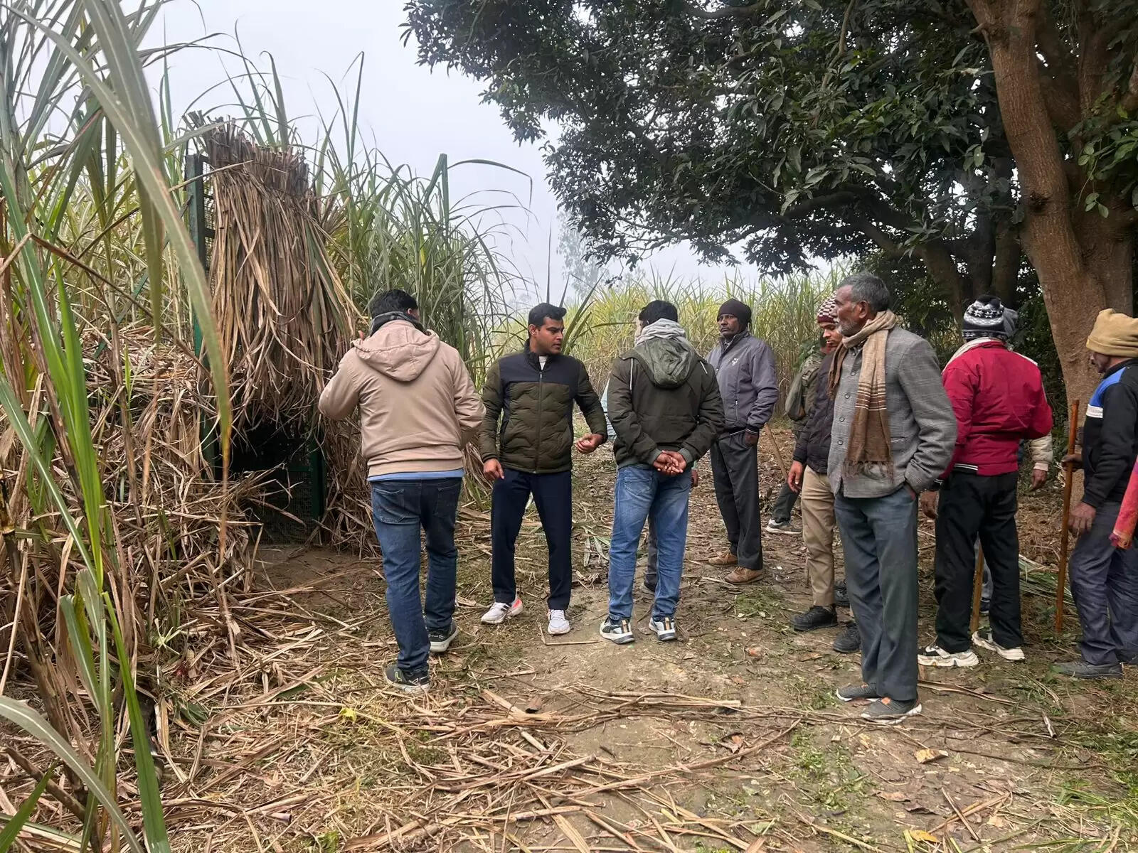 बाघ की चहलकदमी से ग्रामीणाें में दहशत, लगा पिंजरा