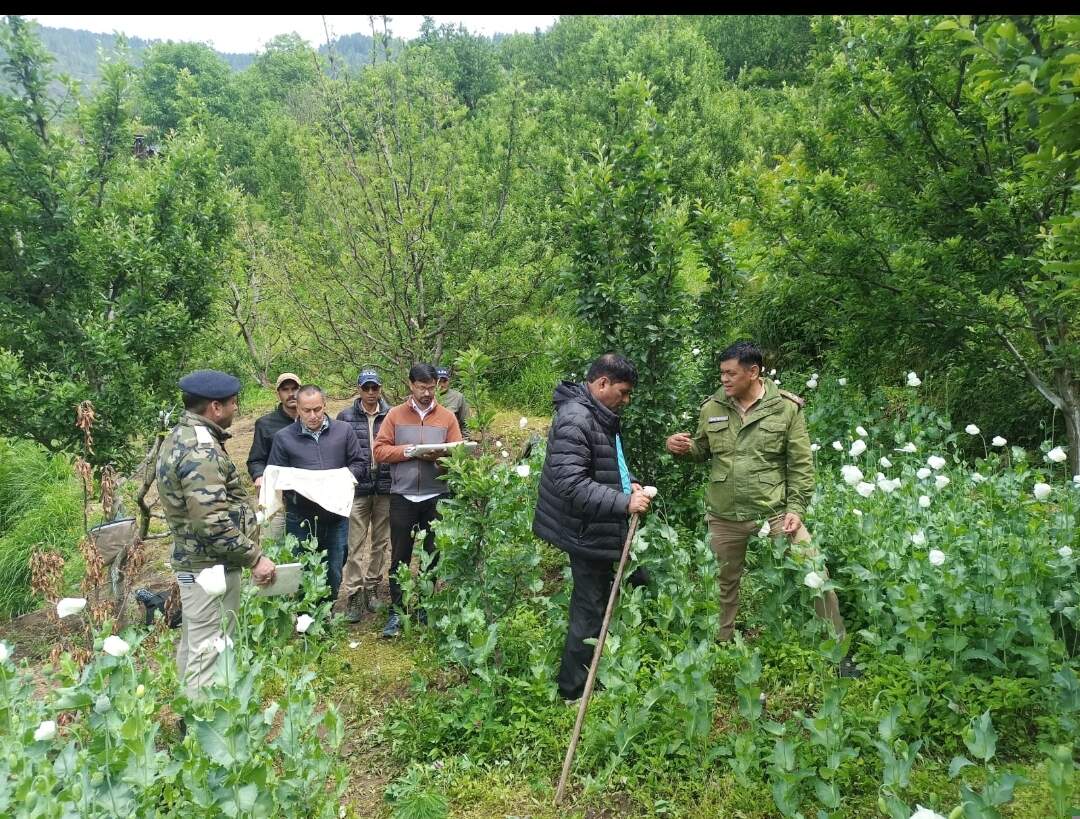 मोरी में अफीम की खेती पर बड़ा एक्शन, 31 लोगों पर मुकदमा