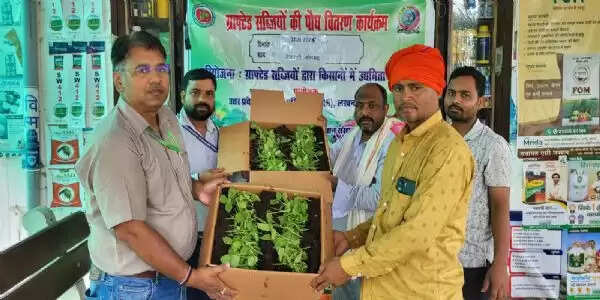 भारतीय सब्जी अनुसंधान संस्थान के वैज्ञानिकों ने किसानों में बांटे ग्राफटेड बैंगन के पौधे