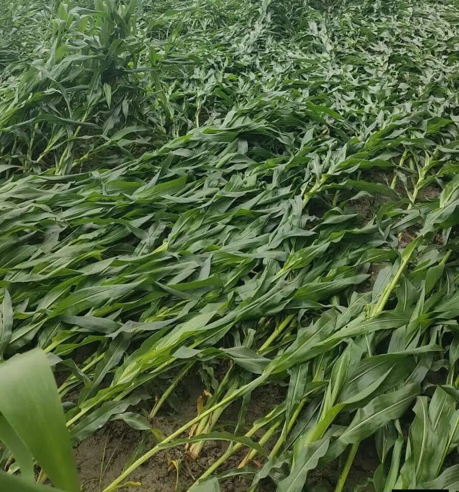 बेमौसम की बारिश से बढ़ी किसानों की परेशानी