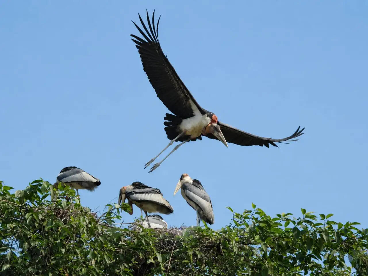 हरगिला (बड़ा गरूड़) संरक्षण, क्या भागलपुर एक बड़ा अवसर खो रहा है?