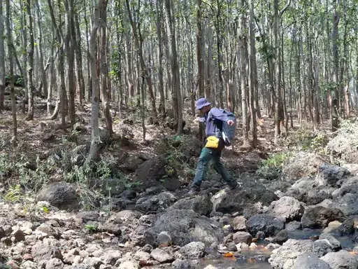 अनूपपुर: साल बोरर का प्रकोप, 9535 साल के पेड़ काटने की मिली मंजूरी