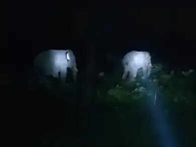 अनूपपुर: भोलगढ़ गांव में घुसे दोनों हाथी, ग्रामीण दहशत में