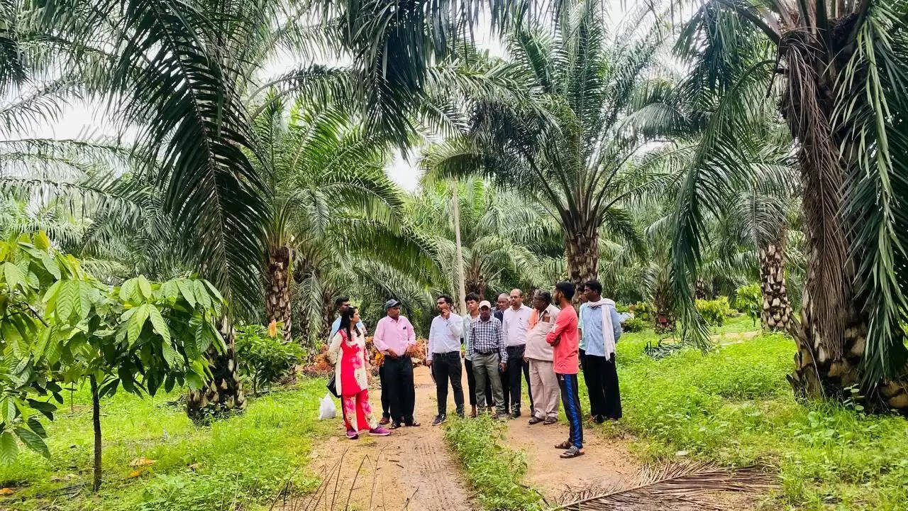 धमतरी : जिले में हो रही ऑयल पाम की खेती