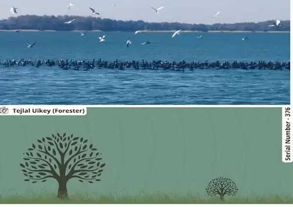 सिवनीः पेंच जलाशय में पक्षियों का दुर्लभ संगम, रिवर टर्न और कार्मोरेंट का मनोहारी दृश्य