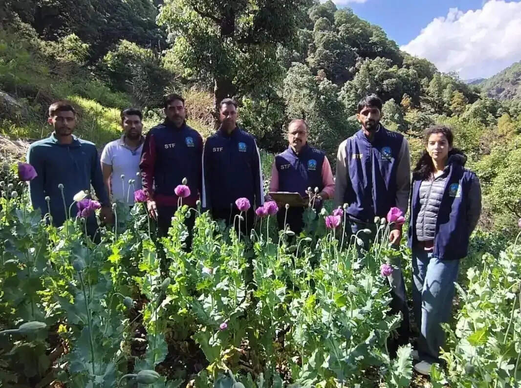 चार बीघा भूमि में 1.38 लाख अफीम के पौधे किए नष्ट