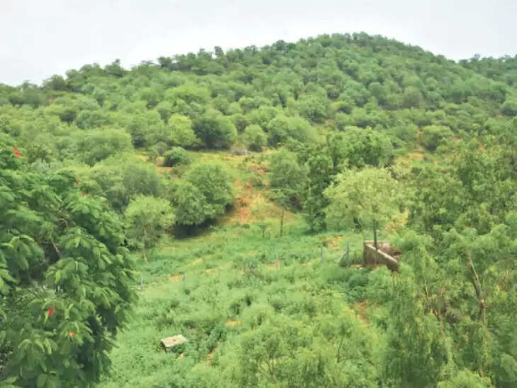 तेरह शहरों में विकसित होंगे 'ग्रीन लंग्स'