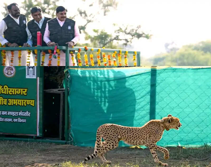 मप्र के मुख्यमंत्री ने गांधी सागर अभयारण्य में छोड़ी मादा चीता, राधा अष्टमी पर नाम दिया राधा
